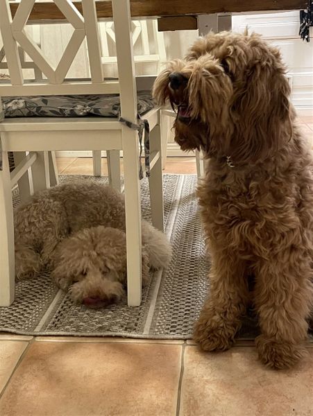 Coco huilaa hetken tuolin alla ja Alvin vasemmalla miettii saisiko emännältä pari koiranamia treffien lopuksi. 